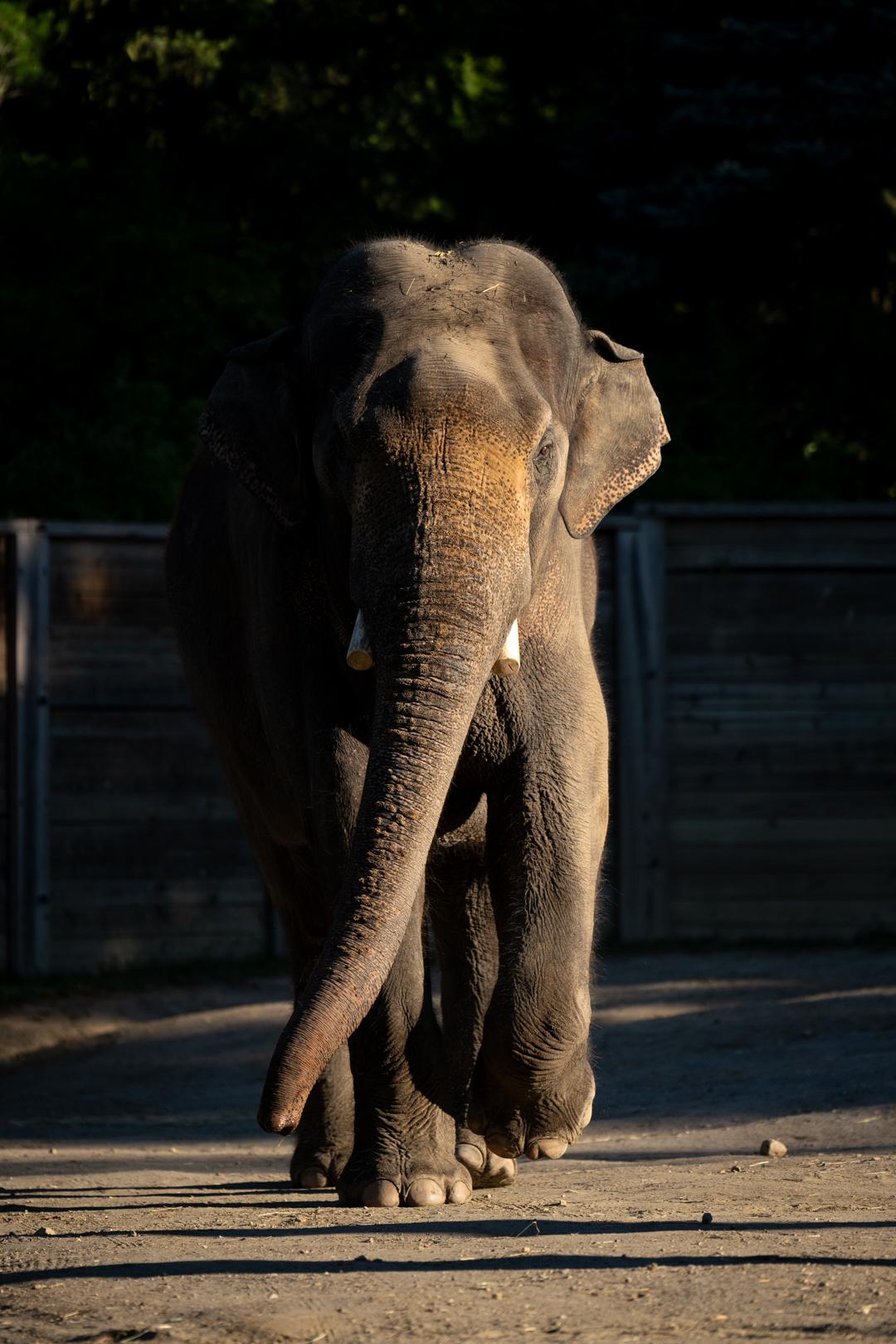 Columbus Zoo and Aquarium New Asian Elephant, "Johnson